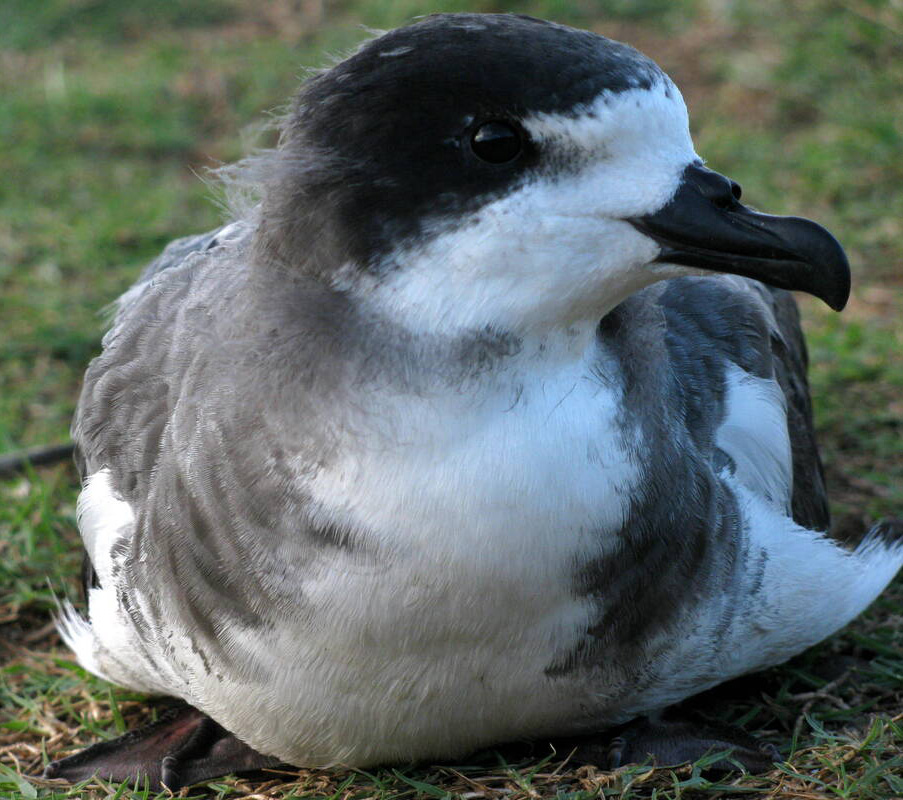 hape-baby-seabird
