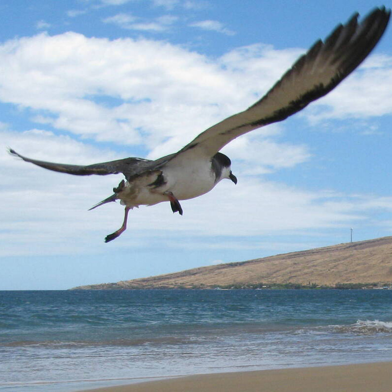 hape-in-flight