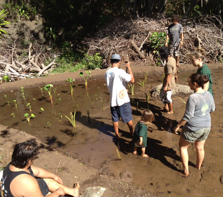 living-pono-plantation-hero